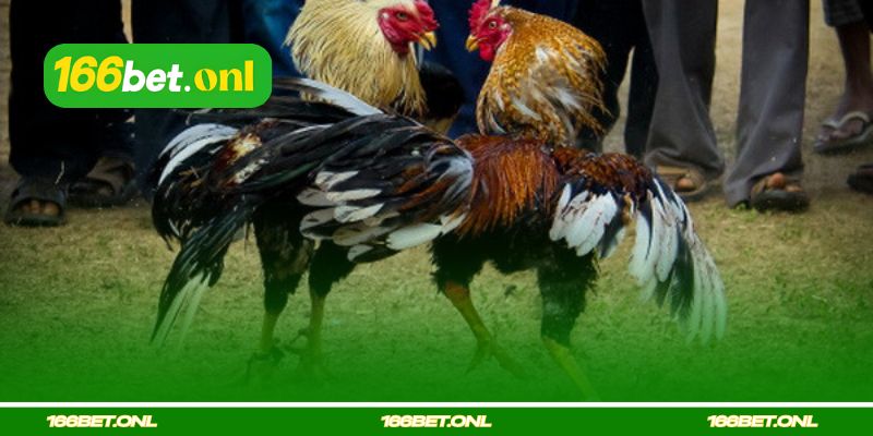 Avaliação do Galo de Rinha por Postura e Carisma