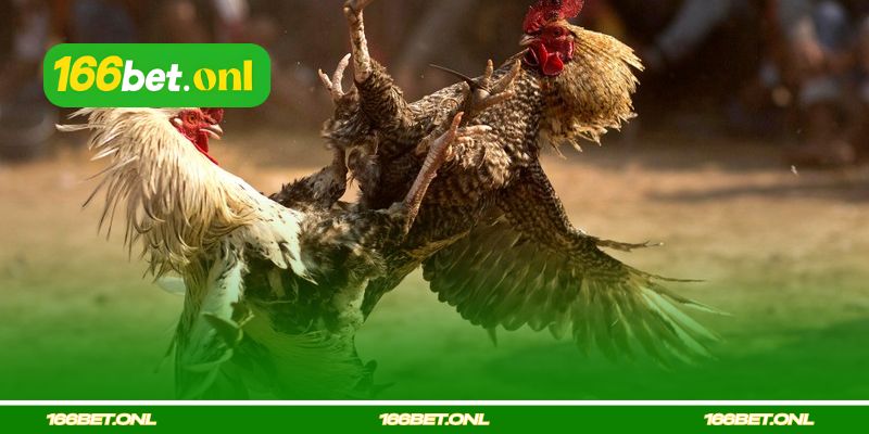 Características dos tipos de galos vencedores