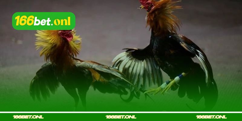 Como treinar um galo de combate para força e resistência