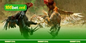 Dicas para escolher um galo de briga