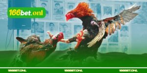 Erros ao escolher galo de briga pelas pernas e escamas