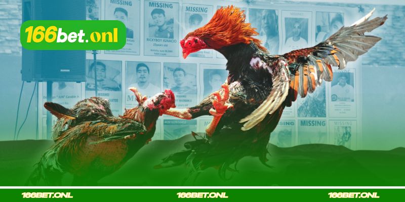 Erros ao escolher galo de briga pelas pernas e escamas