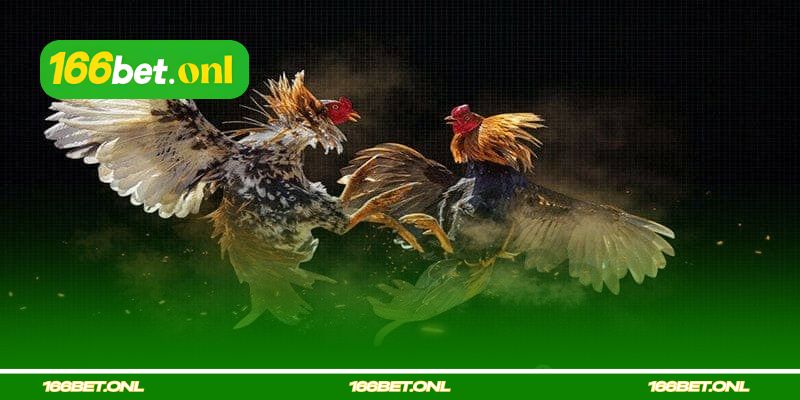 Escolher galos grandes, mas lentos