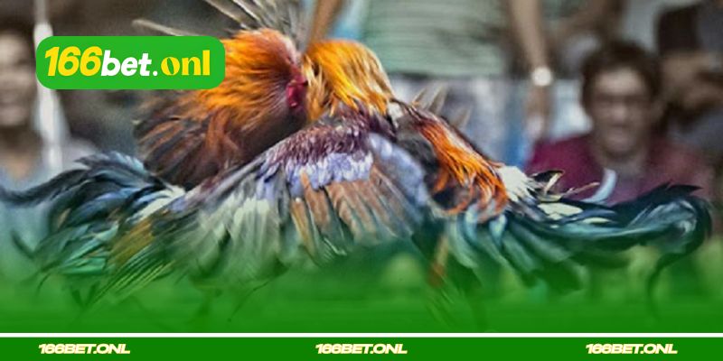 Espora Faca (Cựa dao)