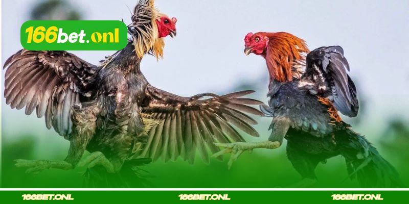 Estilos e Métodos de Luta dos Galos Vencedores