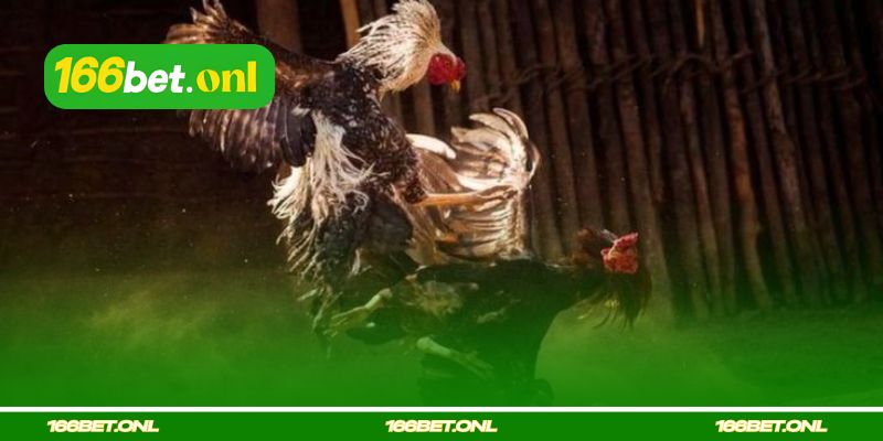 Galos vencedores: garra e bravura