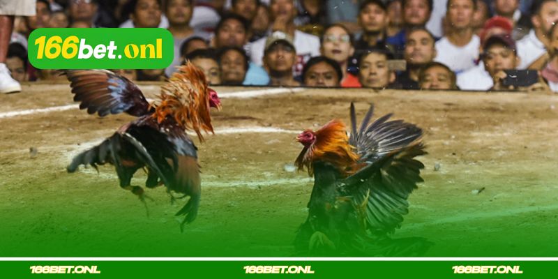 Seleção do Galo por Cor da Plumagem e Tom de Pele