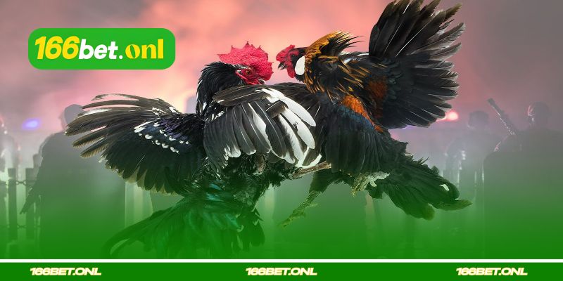 Técnicas de briga de galo com esporas de ferro e seu treinamento