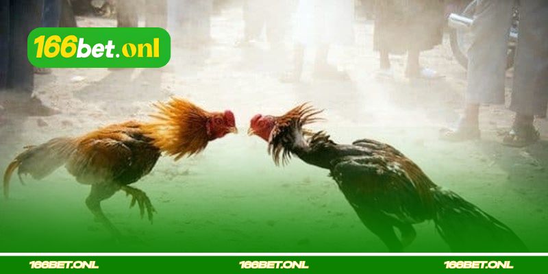 Técnicas de briga de galo com esporas de ferro na estratégia