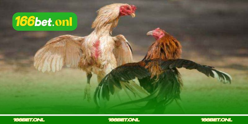 Treinar galo de combate com cuidados certos