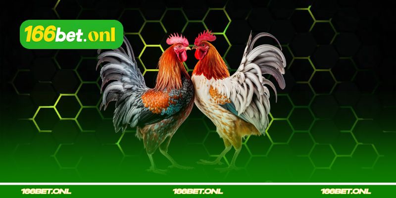 Visão Geral da Sala de Rinha de Galos 166bet